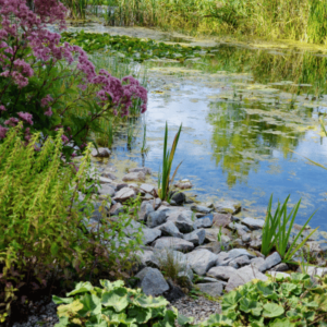 Pierres aux abords d'un bassin de jardin