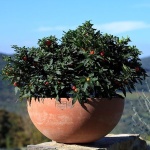 vasque mama 4