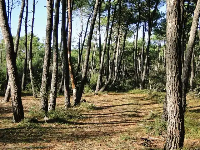 forêt de pins