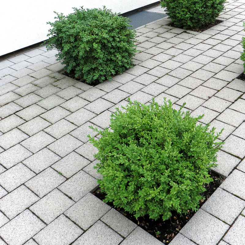 pavé blanc dans un jardin avec arbustes